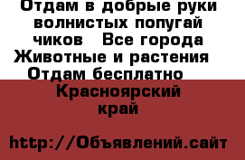 Отдам в добрые руки волнистых попугай.чиков - Все города Животные и растения » Отдам бесплатно   . Красноярский край